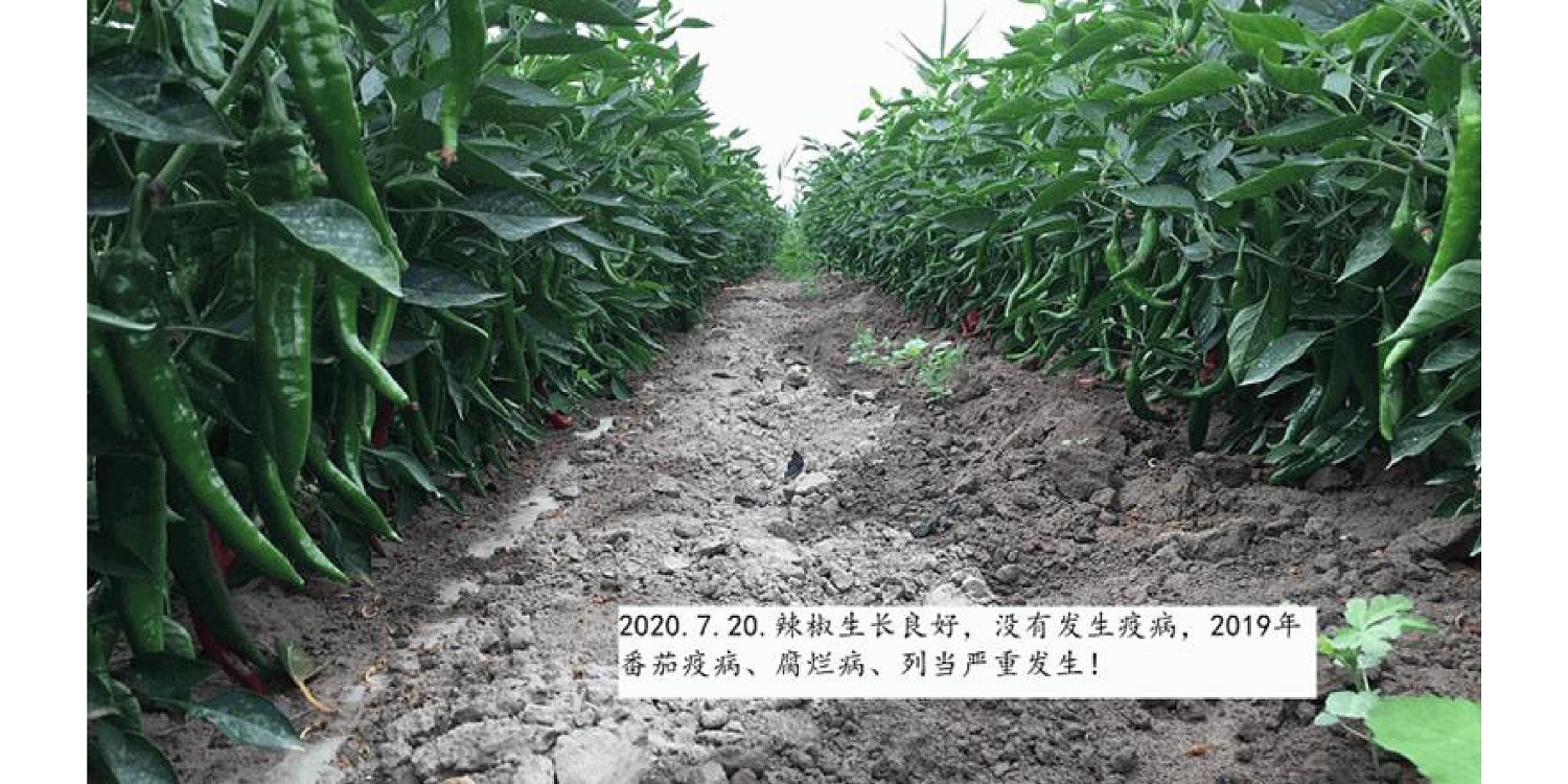 一种修复土壤重金属的生物有机肥料及其制备方法--红虎精准正版资料大全曹刚整理的资料2021.12.7.0045.jpg